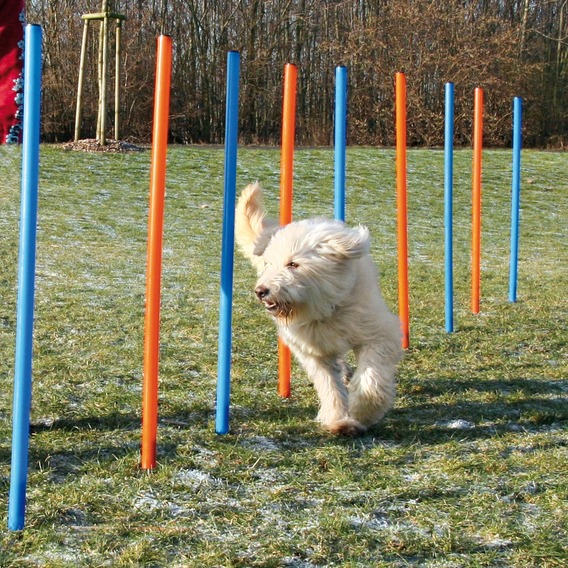 www.4animals.cz/inshop/Catalogue/Products/velky/agi_slalom_velky.jpg