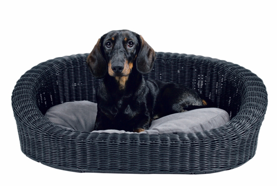http://www.4animals.cz/inshop/Catalogue/Products/velky/fabrizio.jpg