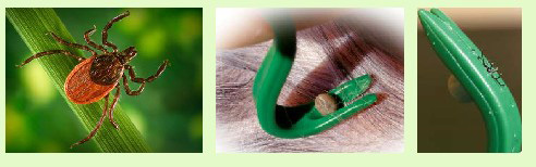 http://www.4animals.cz/inshop/Catalogue/Products/velky/hacekotom1-b.jpg