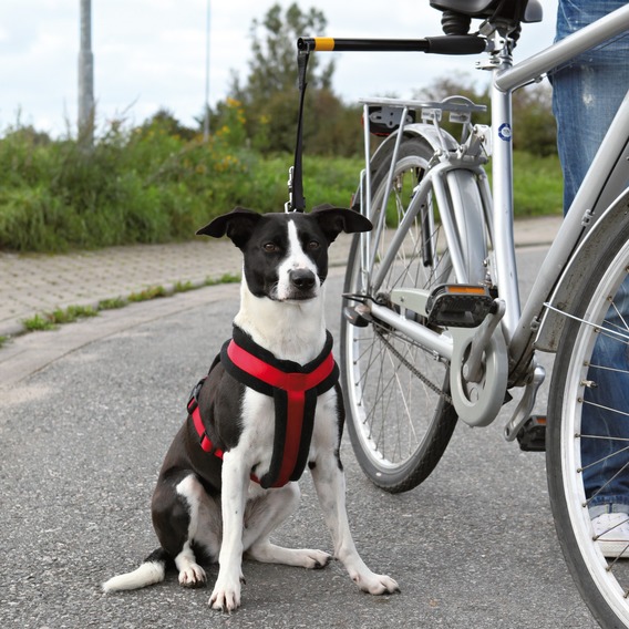 http://www.4animals.cz/inshop/Catalogue/Products/velky/hu_18487_1.jpg