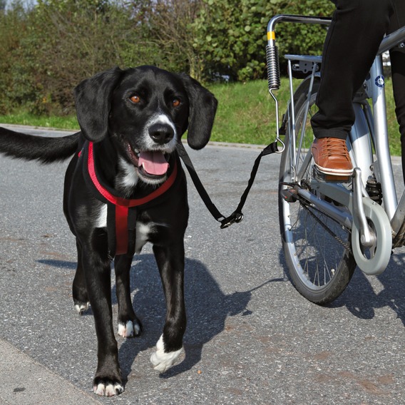 http://www.4animals.cz/inshop/Catalogue/Products/velky/hu_18489_1.jpg