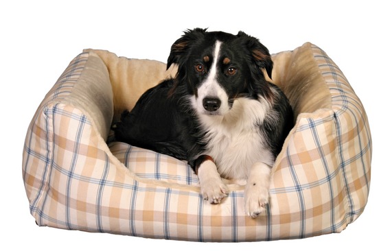 http://www.4animals.cz/inshop/Catalogue/Products/velky/hu_20365.jpg