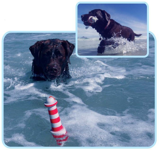 http://www.4animals.cz/inshop/Catalogue/Products/velky/majakhracka1-b.jpg