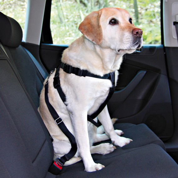 http://www.4animals.cz/inshop/Catalogue/Products/velky/postrojauto-b.jpg