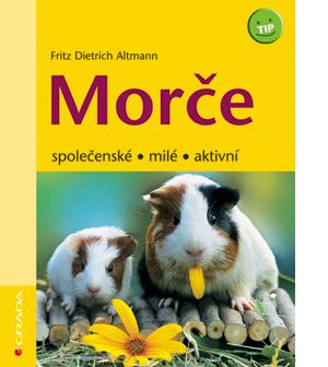 Morče společenské, milé, aktivní